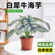 愛優(yōu)尚白犀牛海芋盆栽桌面植物天鵝絨竹芋花卉綠植四季可吸甲醛源頭直發(fā)