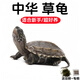 萌龜飼家巴西龜活體寵物龜中華小草龜苗墨龜珍珠花龜苗烏龜活物兒童禮物 中華小草龜2-4厘米 1只（孤單）
