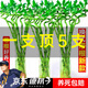 植男植女轉運竹綠富貴竹水培竹子帶根植物綠植室內好養盆栽6/70cm源頭直發(fā)
