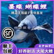 純種臺灣蝴蝶鯉魚好養(yǎng)耐活淡水冷水觀賞魚金魚錦鯉大尾大鰭活體 精品墨碟【蝴蝶鯉】18-20厘米1條