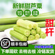 果木島【順豐上門】上海崇明甜桿新鮮甜蘆粟小甘蔗蘆稷甜高粱桿現(xiàn)砍現(xiàn)發(fā) 3斤 順豐直發(fā)