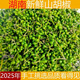2025湖南新鮮木姜子山胡椒貴州湖南重慶山蒼子椒子木醬子特產(chǎn) 新鮮木姜子 250g