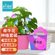 IAM City Farmer牽?；?DIY種植盆栽牽牛花種子幼兒園盆栽兒童玩具植物觀察10071