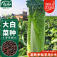 壽禾 青麻葉大白菜種子苗長筒形秋季蔬菜種籽 天津青麻葉種子10g*2袋