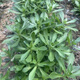 【養(yǎng)心菜】草高鈣菜救心菜苗景天三七費(fèi)菜四季陽(yáng)臺(tái)盆栽菜 10株帶土球