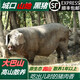 重慶城口正宗農(nóng)家自養(yǎng)土黑豬肉生鮮帶皮前腿肉后腿肉 帶皮前腿肉3斤裝