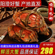 【活蟹】陽(yáng)澄清歆大閘蟹 鮮活特大螃蟹公蟹母蟹 海鮮水產(chǎn)生鮮禮盒 公4.0-4.3兩母3.0-3.3兩 5對(duì)十只