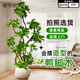 植男植女鴨腳木造型客廳盆栽八方來財(cái)室內(nèi)落地北歐輕奢大型好養(yǎng)常青綠植 鴨腳木-纏線造型款1.4-1.6M【送半年?duì)I養(yǎng)液】