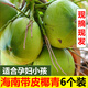 甘果有約海南椰子帶皮椰青新鮮椰子現(xiàn)摘帶皮青椰子椰青補(bǔ)羊水孕婦水果 6個(gè)帶皮青椰子（水少肉厚）