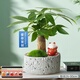 綠蔭巷子發(fā)財樹(shù)盆栽室內桌面創(chuàng  )意綠植招財樹(shù)文竹室內文竹旺宅送禮禮物 單根發(fā)財樹(shù)【白巖石盆】小招財貓+苔蘚卡牌