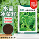 北蔬 冰菜種子種苗厚葉冰草四季蔬菜種籽 卓脆水晶沙拉冰菜種子1100粒