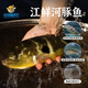 中洋魚天下 (ZHONGYANG GLOBAL FISH) 河豚魚150g 全程可追溯 30年養(yǎng)殖技術(shù) 生鮮 海鮮水產(chǎn)