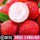禾人荔枝 凍眠荔枝 黑葉桂味草莓荔仙進(jìn)奉等 凍鮮荔枝 順豐包郵 精品凍眠荔枝A級果1斤【試吃裝】