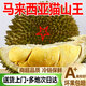 傳世明珠馬來(lái)西亞進(jìn)口貓山王榴蓮正宗D197樹(shù)上熟一整個(gè)帶殼液氮冷凍JD順豐 1個(gè)3.6-4斤貓山王丨包4-5房肉