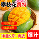 【新鮮上市】攀枝花凱特芒果新鮮水果大果單果400g源頭果園直發(fā) 凈重5斤【單果400克以上】青皮