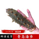 魚(yú)姐海成 海參鮮活活海參刺參活體深海海捕海鮮水產(chǎn)2-6只500g袋裝