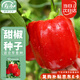 壽禾 辣椒種子苗不辣彩椒秋季種植菜籽 濰豐賽爾娜2號紅甜椒種子25粒