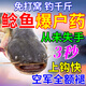 老G鯰魚(yú)瘋小藥專(zhuān)用釣魚(yú)餌料臭魚(yú)餌釣大口鯰添加劑黃顙黃辣丁魚(yú)餌窩料 1瓶裝【免打窩 上鉤快】