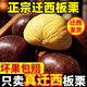 栗小胖24年新貨遷西板栗生新鮮栗子生鮮遷西生栗子大油栗小毛唐山板粟 遷西5斤大粒(一元硬幣大小)
