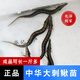 中華大刺鰍魚苗水產(chǎn)批發(fā)刺鰍魚苗鋼鰍刀鰍魚苗淡水魚魚塘 7-9cm 中華刺鰍魚 5個