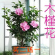 亦運(yùn)林篆木槿花苗木槿樹苗庭院陽(yáng)臺(tái)盆栽地栽工程綠化籬笆墻綠籬苗當(dāng)年開花 木槿樹苗1cm粗（當(dāng)年開花） 1