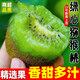 三萌果蔬正宗綠心獼猴桃奇異果新鮮當(dāng)季水果南陽湘西彌猴桃酸甜孕婦送禮盒 5斤 優(yōu)選果【單果70-90g】凈4.5斤