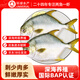 環(huán)球水產 南海金鯧魚700g 2條 BAP認證深海魚 冷凍 生鮮魚類海鮮 家庭聚餐
