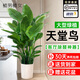 植男植女發(fā)財樹(shù)招錢(qián)樹(shù)天堂鳥(niǎo)金錢(qián)樹(shù)幸福樹(shù)白掌大綠植室內辦公室客廳綠植 【天堂鳥(niǎo)】1.4-1.6M 白色羅馬柱雙層樹(shù)脂盆