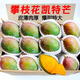 味果生四川攀枝花凱特芒9斤新鮮當季熱帶孕婦水果青皮大芒果蘋(píng)果芒生鮮 9斤 甄選特大果