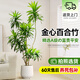 愛優(yōu)尚百合竹盆栽室內(nèi)客廳陽臺大型植物落地真綠植造型喬遷禮物源頭直發(fā)