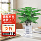 植男植女文竹苗綠植早安盆四季常青包活好養(yǎng)發(fā)綠植盆栽源頭直發(fā)