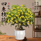 臨雅四季桂花盆栽樹(shù)苗新中式盆景矮樁辦公室綠植物花瓣瓷盆源頭直發(fā)