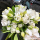 現摘梔子花大葉梔子花鮮切花大花重瓣濃香型水養花束順豐包郵 大葉梔子花30支【順豐包郵】