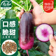 壽禾 水果蘿卜種子種苗秋季蔬菜種籽 濰育甘翠冰淇淋蘿卜種子60粒*2袋