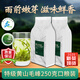 徽小生黃山毛峰雨前特級 2025新茶現貨上市綠茶茶葉黃山核心產(chǎn)區 【特賣(mài)口糧】黃山毛峰250g