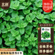 北蔬 薄荷種子留蘭香可食用驅(qū)蚊四季種陽臺盆栽 留蘭香薄荷籽約3000粒