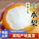 澤華果品山東萊陽豐水梨 脆甜多汁當(dāng)季新鮮水果整箱源頭直發(fā)包郵 豐水梨4.5-5斤4-6個果源頭直發(fā)