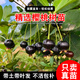 君揚 廣西發(fā)巴西櫻桃苗南方甜櫻桃苗 針葉大果黑玫瑰櫻桃苗盆栽地栽 巴西櫻桃三年苗70-90CM高