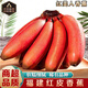 南步福建紅美人香蕉 土樓特產(chǎn)紅皮蕉高山甜芭蕉小米粉蕉新鮮孕婦水果 5斤 精品紅香蕉