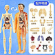 元族兒童早教玩具初中生物模型骨骼構造人體生命科學(xué)醫學(xué)器官解剖認知 半透明人體模型（袋裝）