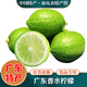 桃西村廣東香水檸檬【奶茶店專(zhuān)用】暴打檸檬無(wú)籽薄皮爆香青檸檬新鮮水果9斤 精品一級果【約36-54個(gè)】
