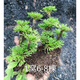 卷柏造景迷你植物創(chuàng  )意盆栽九死還魂草假山綠植吸水石微型草本花卉 1窩 6-8棵 帶原生土 不含盆