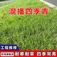 時(shí)茂進(jìn)口草坪種子草籽矮生四季青草坪草耐寒耐旱草皮護坡免修剪草種子 混播四季青凈籽1斤工程護坡