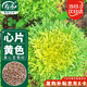 壽禾 黃心苦菊種子苗苦苣秋季四季蔬菜種籽 濰育黃麗人黃心苦菊種子5g