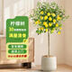 瑯闕香水檸檬樹(shù)盆栽客廳果樹(shù)綠植大型植物室內陽(yáng)臺四季好養源頭直發(fā)