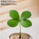 萌肉居幸運四葉草盆栽原土盆花卉墨西哥鐵樹(shù)桌面耐蔭禪意小綠植源頭直發(fā)