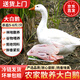 果鮮島鵝肉新鮮整只大白鵝土鵝殺后5-6斤白條鵝冷凍大鵝生鮮 源頭直發(fā)