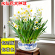 花語(yǔ)笙默水仙花盆栽水養花卉漳州水仙種球辦公桌面室內水培易開(kāi)花綠植物球 水仙大種球5個(gè)+營(yíng)養液+生根粉（周長(cháng)20-22cm）