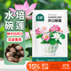 北蔬 水培碗蓮花種子苗植物荷花種籽已開(kāi)口水培花卉 開(kāi)口碗蓮種子40粒