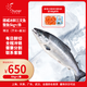 純爾挪威冰鮮三文魚(yú)整條凈重10斤以上/條 刺身 源頭直發(fā)包郵 中秋送禮